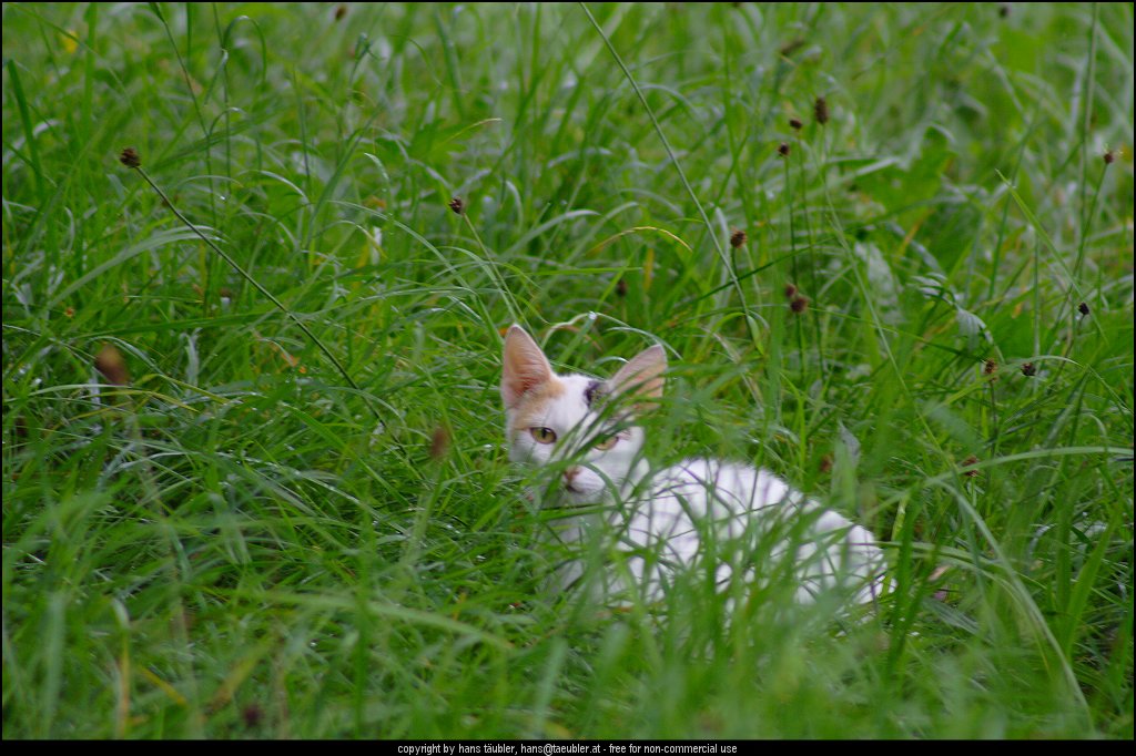 20060806_IMG_0506.JPG - Katze in Julbach, Ober�sterreich