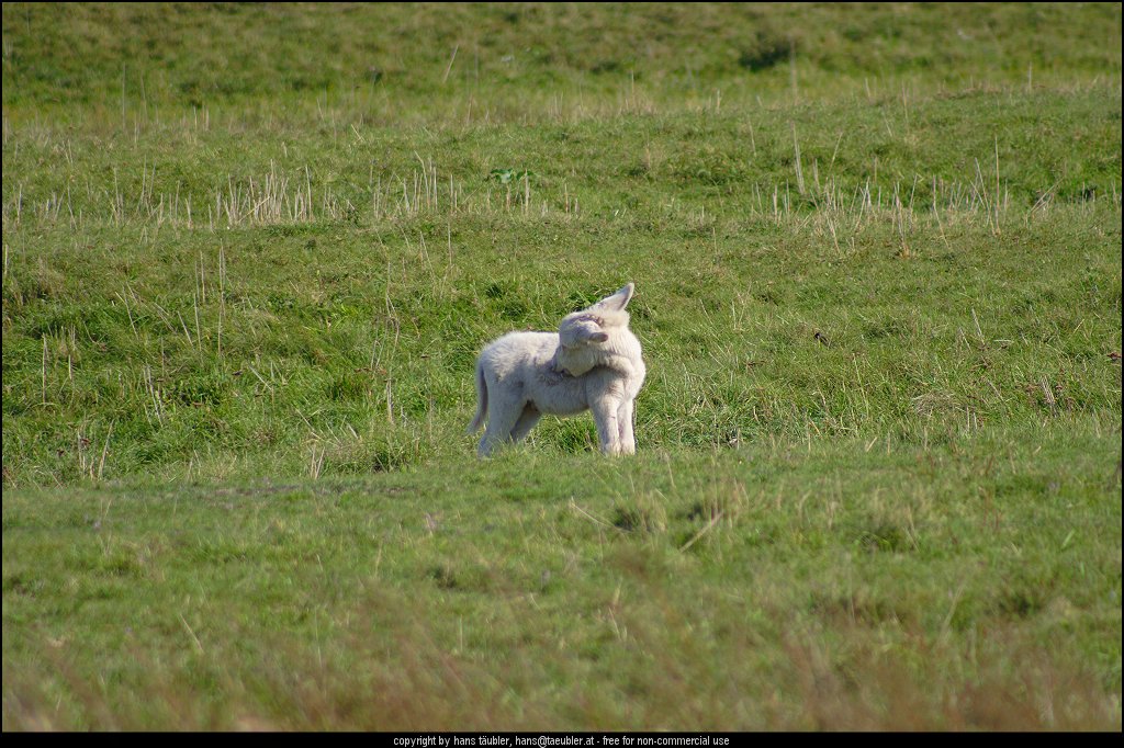 20060913_IMG_000165.JPG - Wei�e Jung-Albino-Esel in der Steppe am Neusiedler See, Burgenland (�sterreich)