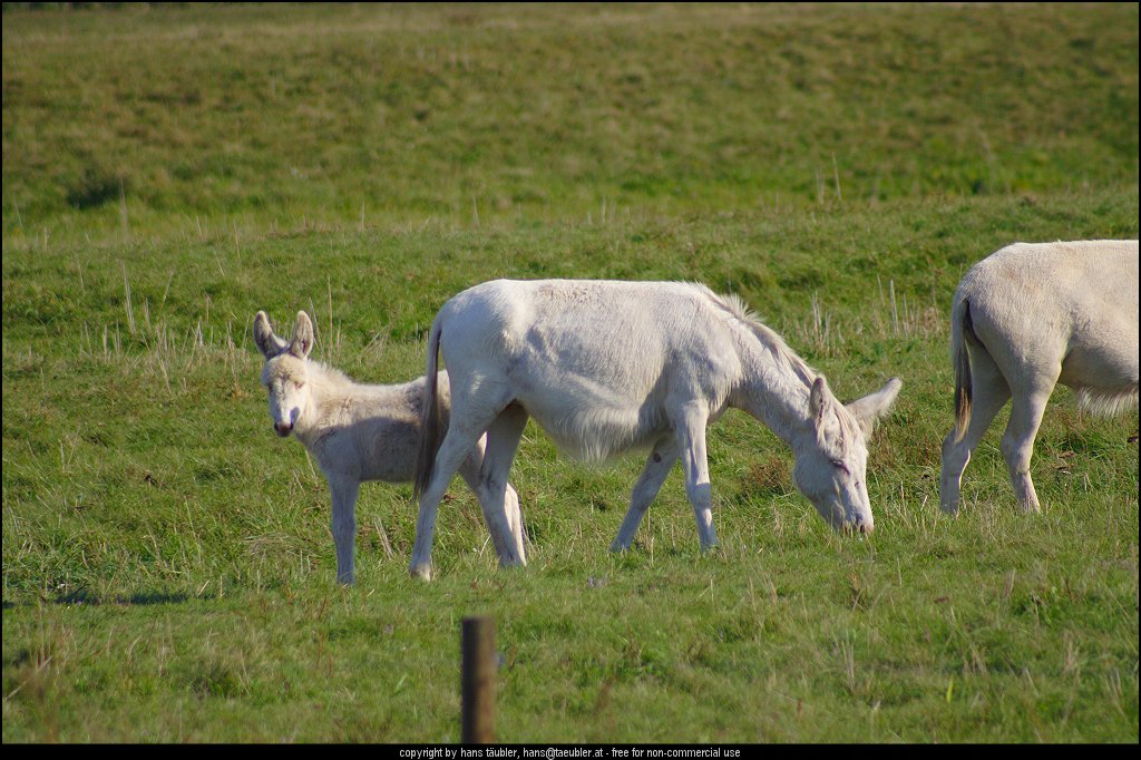 20060913_IMG_000168.JPG - Wei�e Albino-Esel in der Steppe am Neusiedler See, Burgenland (�sterreich)